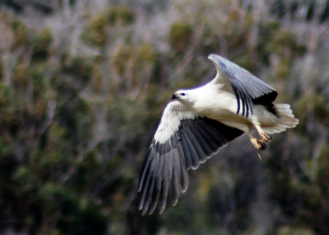 White Breasted Sea Eagle (Haliaeetus leucogaster)