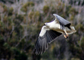 #8: White Breasted Sea Eagle (Haliaeetus leucogaster)