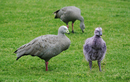 #9: Cape Baron Geese   (Cereopsis novaehollandiae)