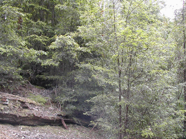 The view north from the confluence point