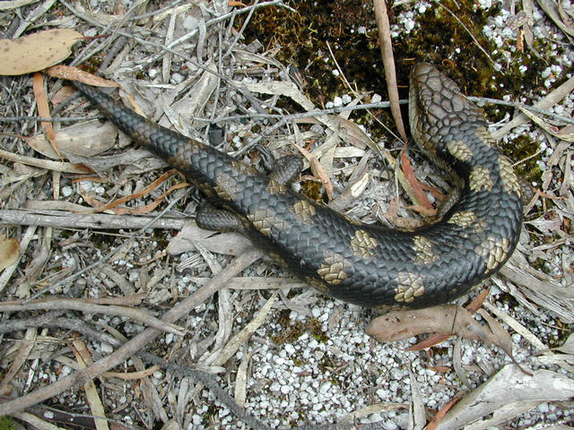 Large Skink