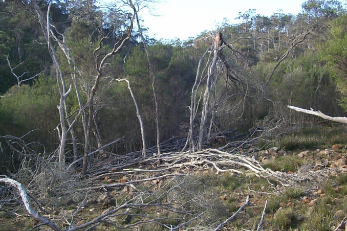 View from the confluence to the east