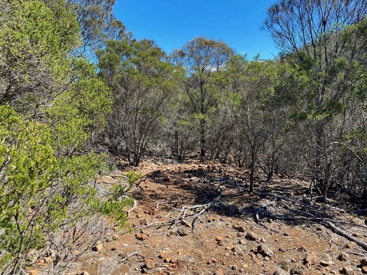 #1: The confluence point lies in eucalyptus woodland, next to a clearing, 100m from the Brushy River.  (This is also a view to the West.)