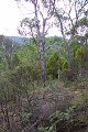 #2: View to the north, Eucalypt trees