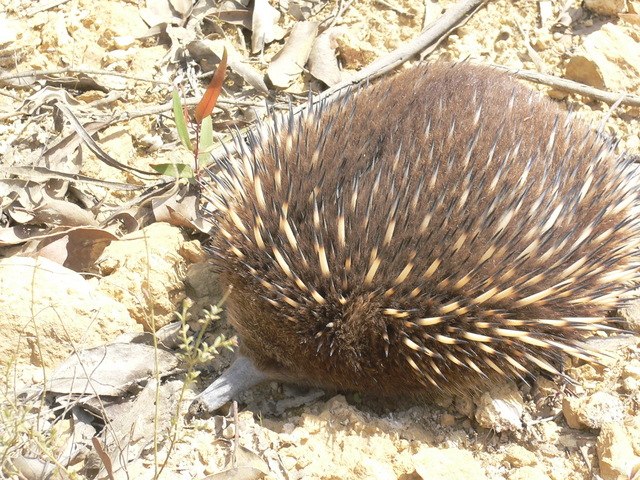 Echidna (Tachyglossus aculeatus).