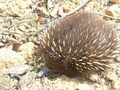 #9: Echidna (Tachyglossus aculeatus).