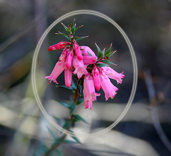 Wild Flower growing at Confluence