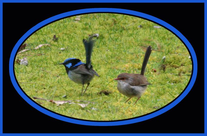 The Superb Blue Wren