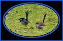 #9: The Superb Blue Wren