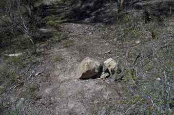 #1: The confluence point lies on this old road cut.