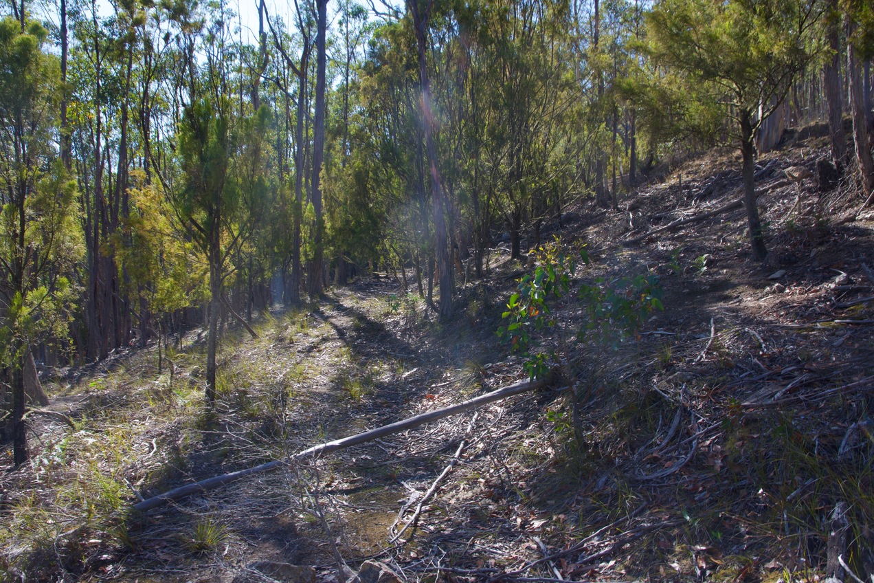 The confluence point lies on an old road cut, next to Browns Road.  (This is also a view to the East, along the old road cut.)