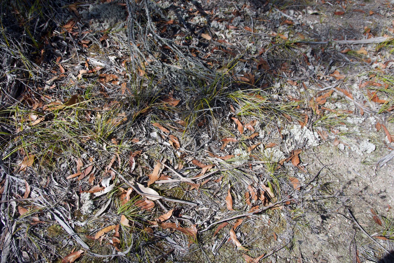 Ground cover at the confluence point