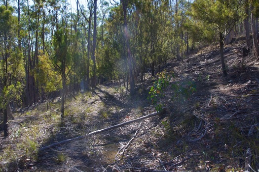 #1: The confluence point lies on an old road cut, next to Browns Road.  (This is also a view to the East, along the old road cut.)