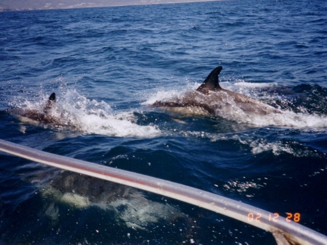 Playful dolphins