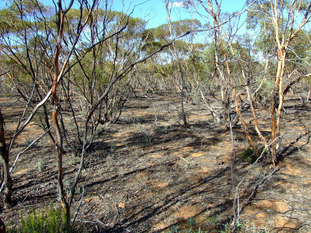 Looking East frm the Confluence