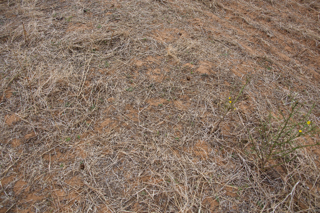 Ground cover at the confluence point