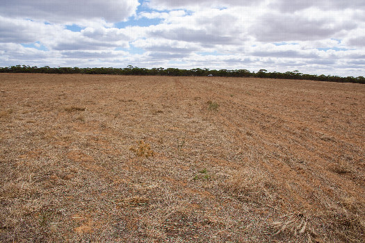 #1: The confluence point lies in a bare farm field.  (This is also a view to the North, towards Parallel Road, 200m away.)