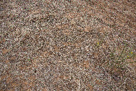 #5: Ground cover at the confluence point