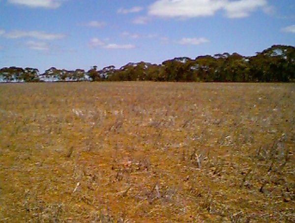 View west from the confluence