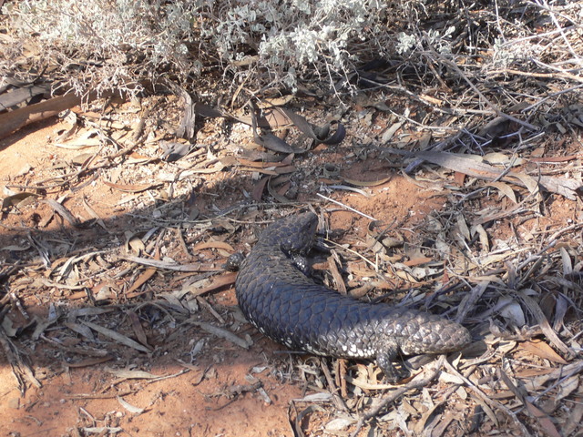 Shingleback or stumpy-tailed lizard, a species of blue-tongued lizard (Tiliqua rugosa)