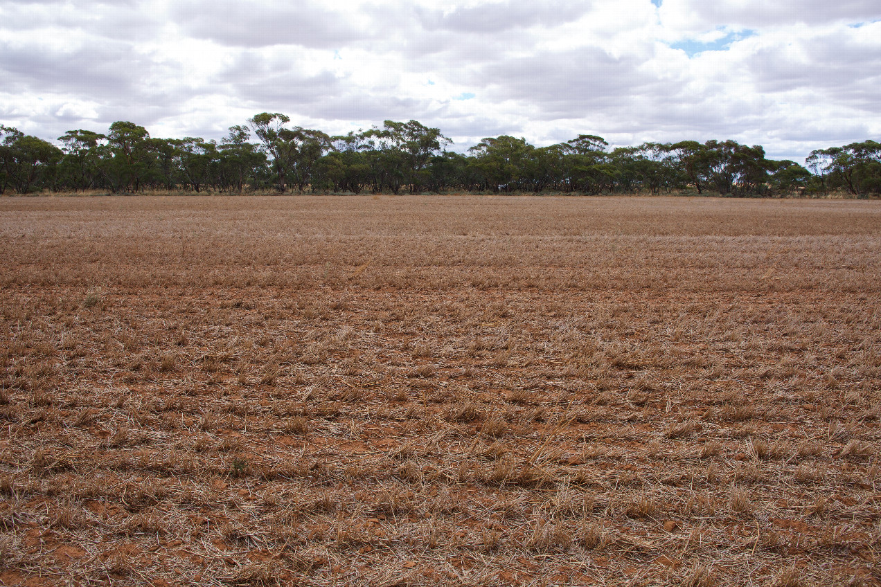 The confluence point lies in a fallow farm field.  (This is also a view to the North, towards Parallel Road, 100m away.)