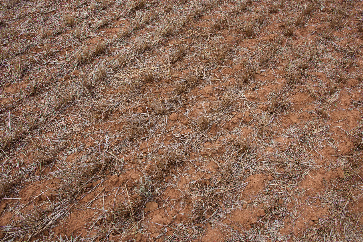 Ground cover at the confluence point