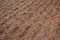 #5: Ground cover at the confluence point