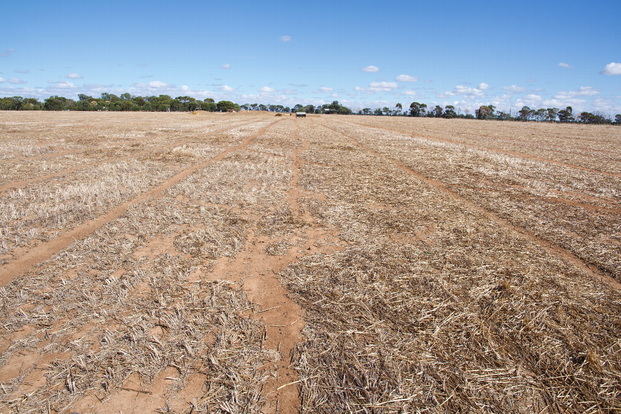 The confluence point lies in a large farm field (currently fallow).  This is also a view to the West, towards some farm buildings.