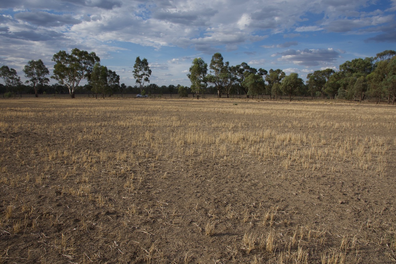 The confluence point is located in a fallow farm field.  (This is also a view to the North, towards Myers Lane, 100m away.)