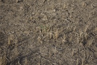 #5: Ground cover at the confluence point