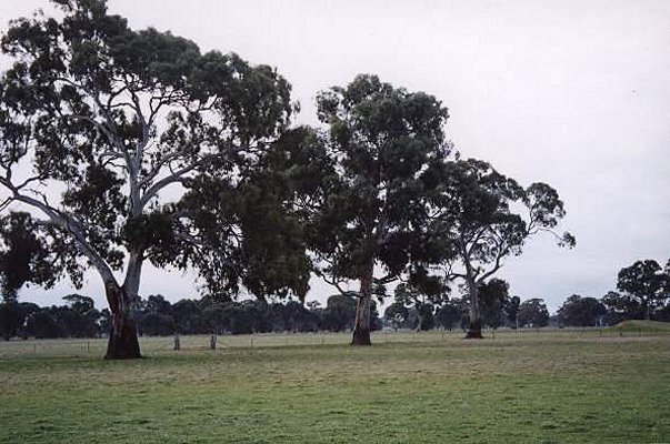 Some trees and the gate about 50m away from the confluence.