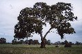 #2: A river red gum taken from the gate.