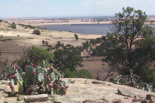 Cacti and Cairn Curran Reservoir seen from atop the hill a bit over a kilometer west of the confluence