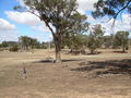 #3: View east back towards to car (partially obscured by the big tree)