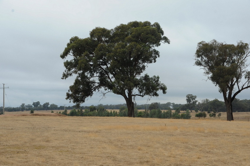 Confluence point located on the left of the large tree in the center