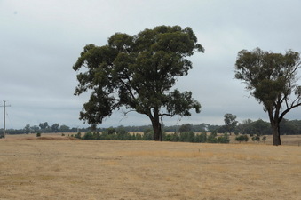 #1: Confluence point located on the left of the large tree in the center