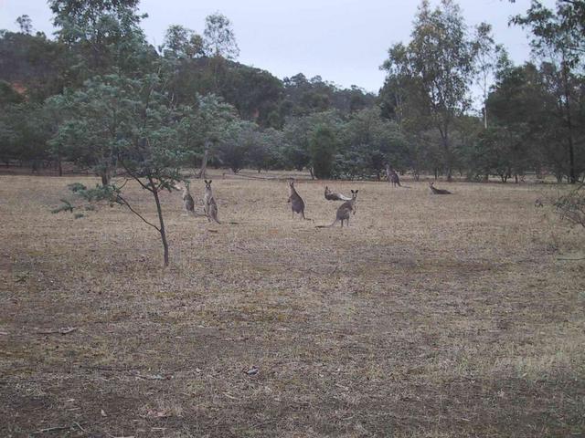 The locals were quite numerous near the confluence