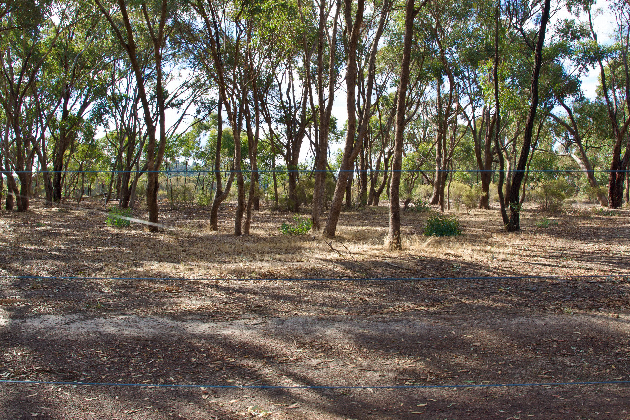 Looking North through the fence towards the Degree Confluence Point - 686m away