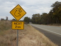 #10: Caution Koala Bear