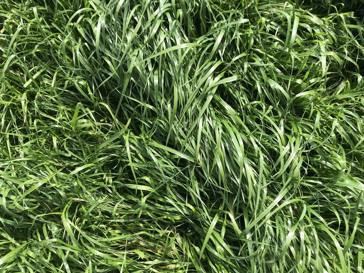 Ground cover at confluence point. 