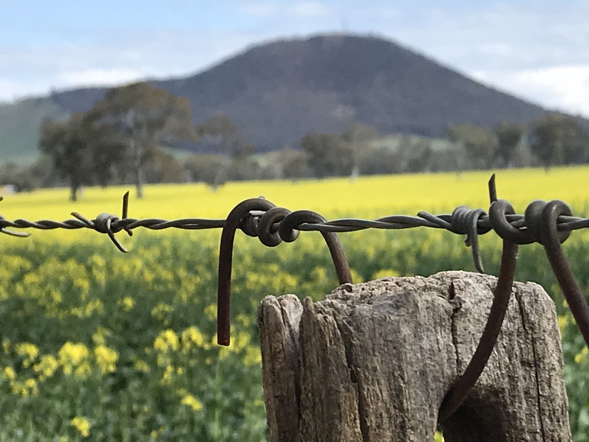 Canola field to the southwest of the confluence point. 