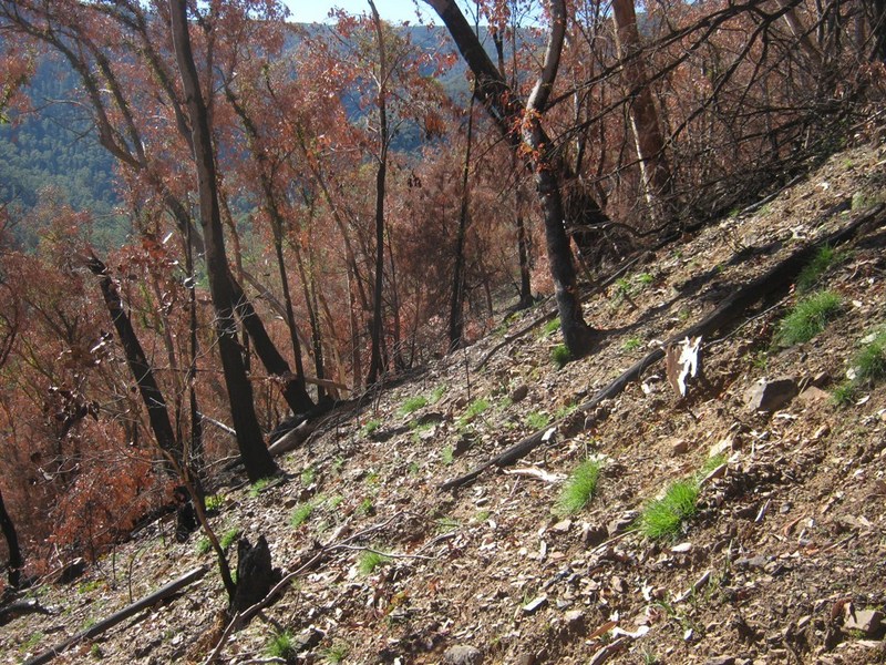 View east, showing fire damage