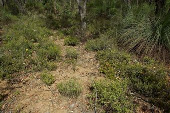 #1: The confluence point lies on an overgrown old trail