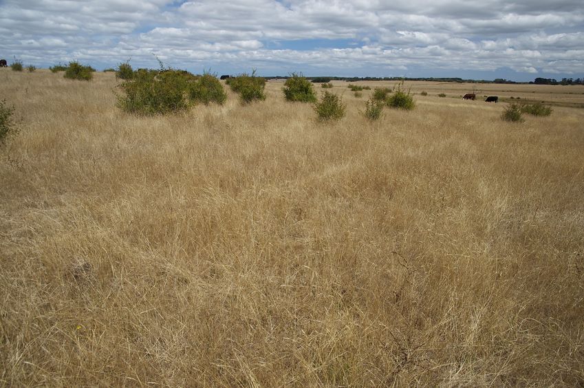 The confluence point lies within a grassy field (part of a cattle farm)