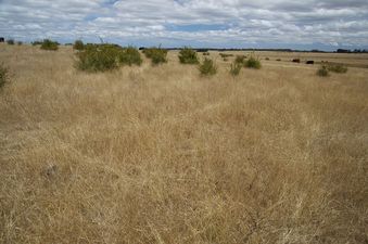 #1: The confluence point lies within a grassy field (part of a cattle farm)