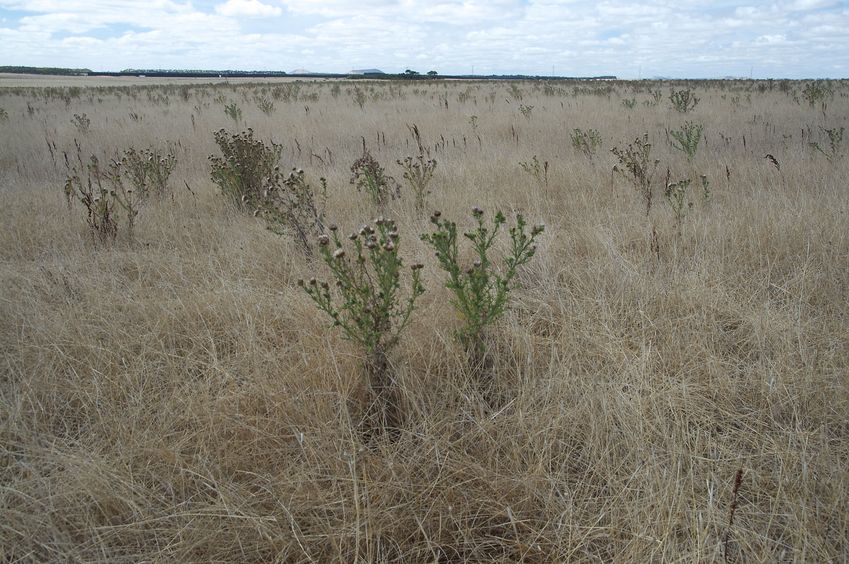 The confluence point lies in a grassy field, with many thistles