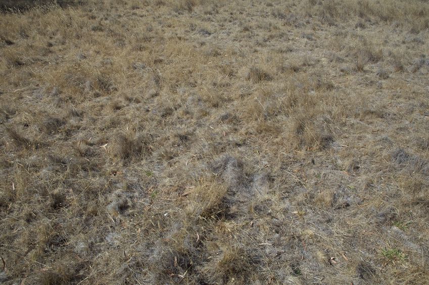 The confluence point lies in a dry, grassy field