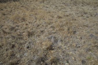 #1: The confluence point lies in a dry, grassy field