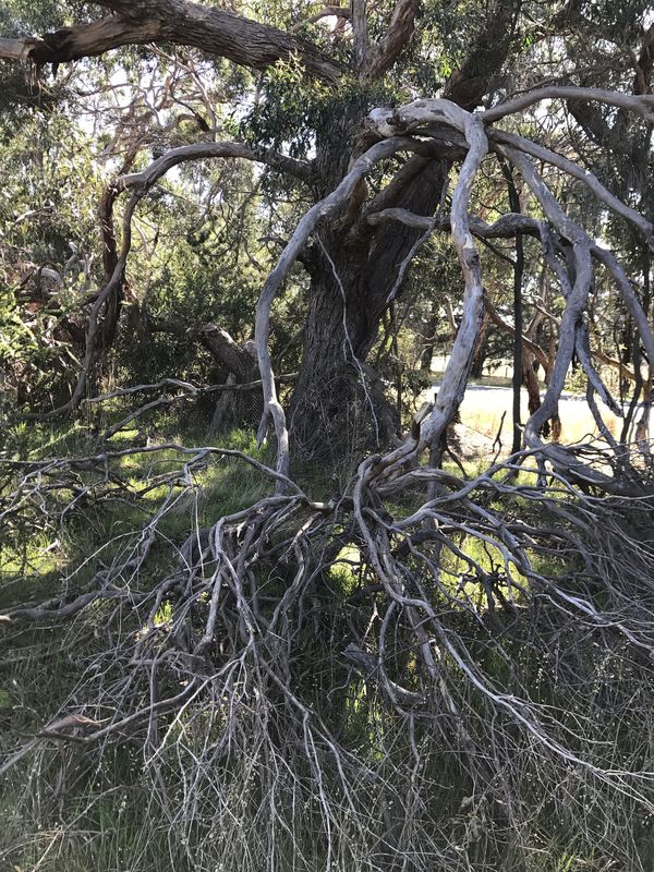 Some gnarly ground cover en route to the confluence point. 