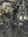 #4: Some gnarly ground cover en route to the confluence point. 